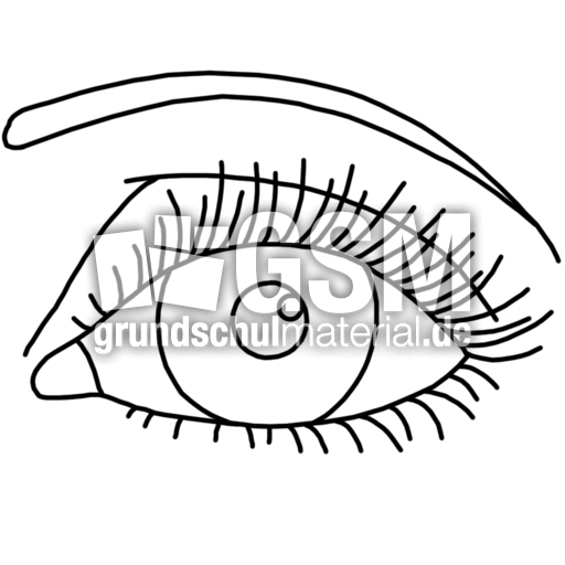 auge.jpg